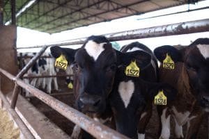 Nestlé e Banco do Brasil firmam parceria