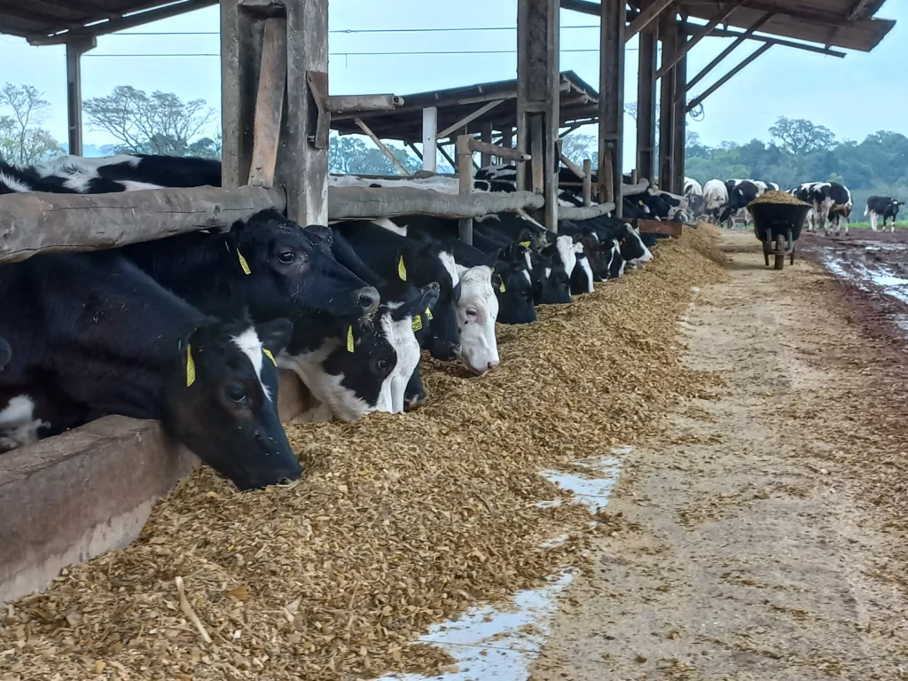 Produção de ração animal mantém ritmo de crescimento e mira 97 milhões de toneladas em 2026