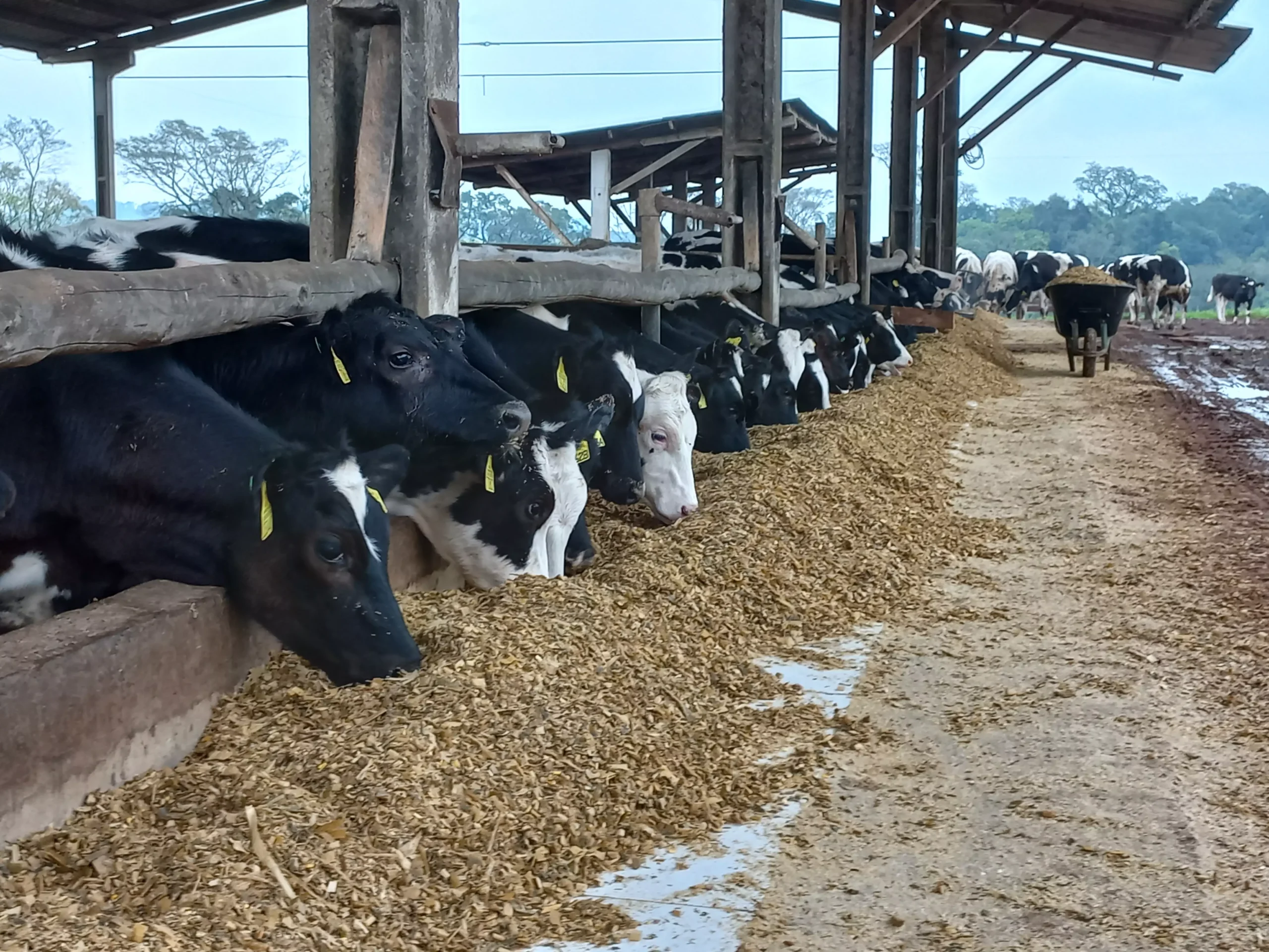 estabulação e resfriamento de vacas secas