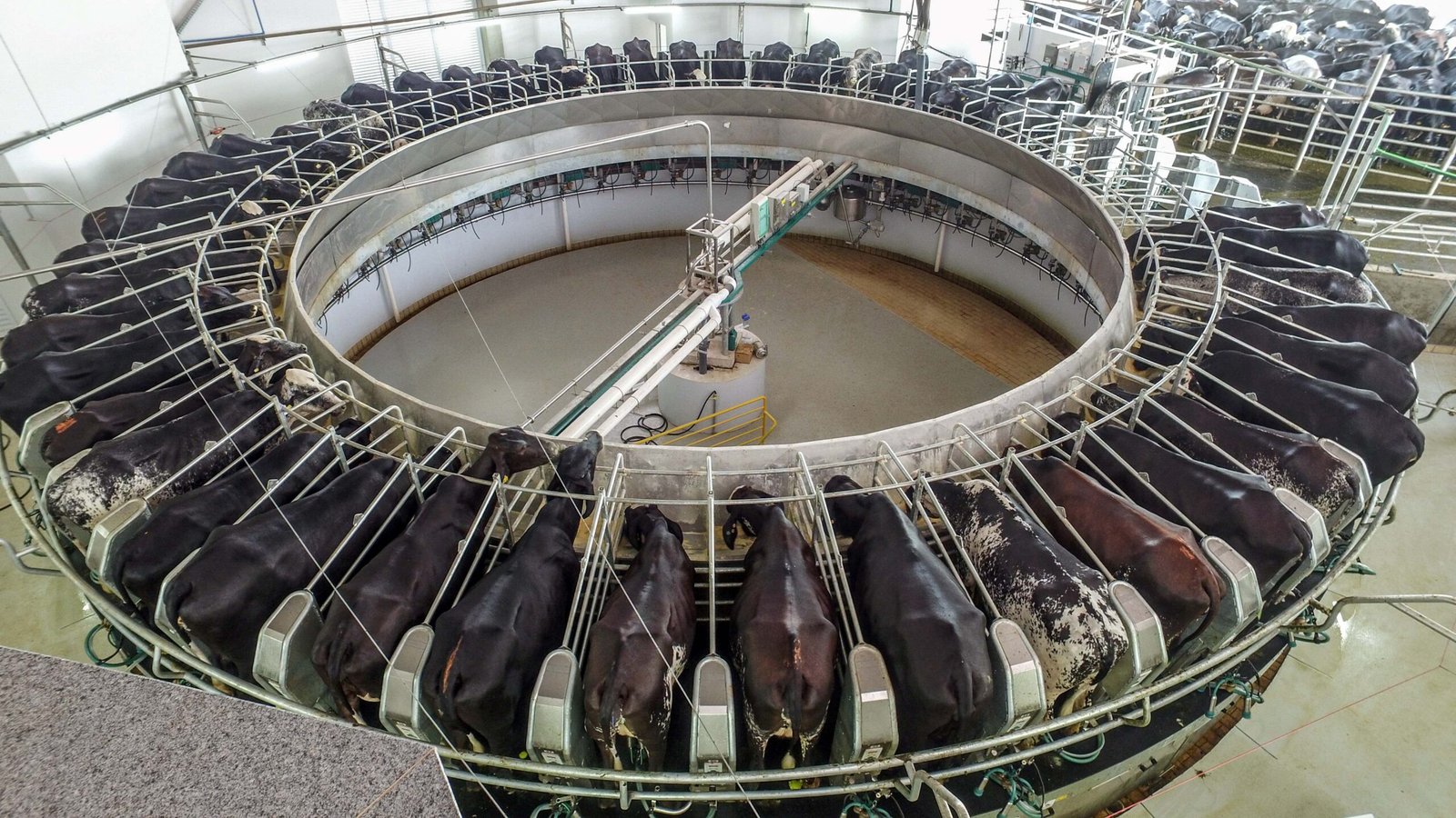 mercado global de lácteos