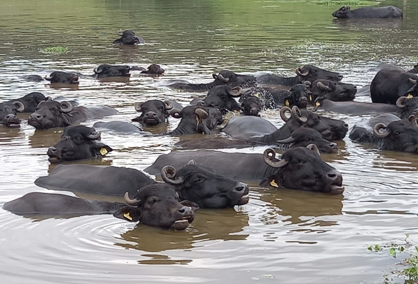 bubalinocultura brasileira