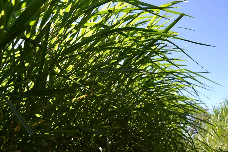 Braquiárias pecuária brasileira