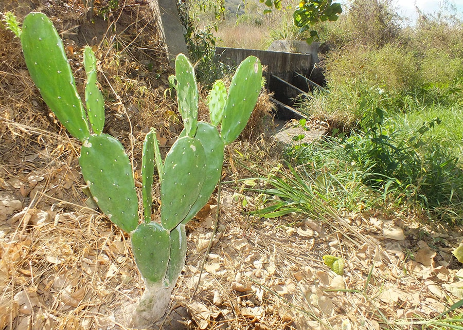 tecnologia de gestão da água no Semiárido