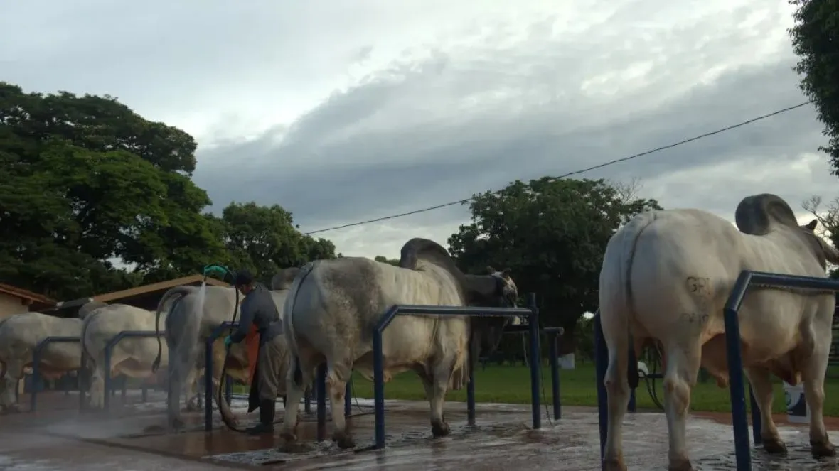 novas regras de comercialização de sêmen