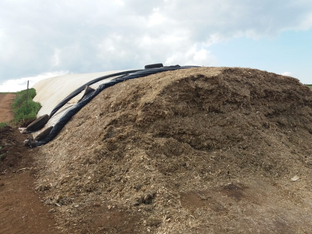 Planejamento correto da silagem garante alimentação do gado o ano todo