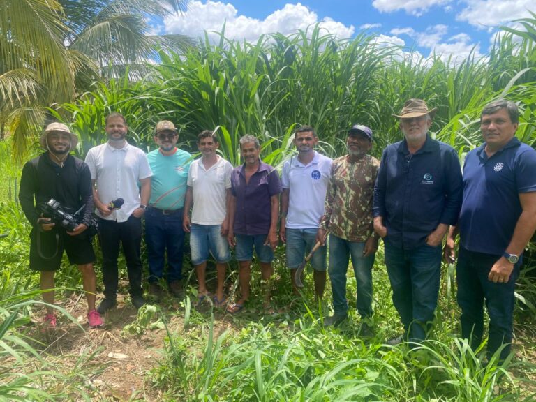 Balde Branco 6 programa forrageiras ceara sistemafaec baldebranco2026