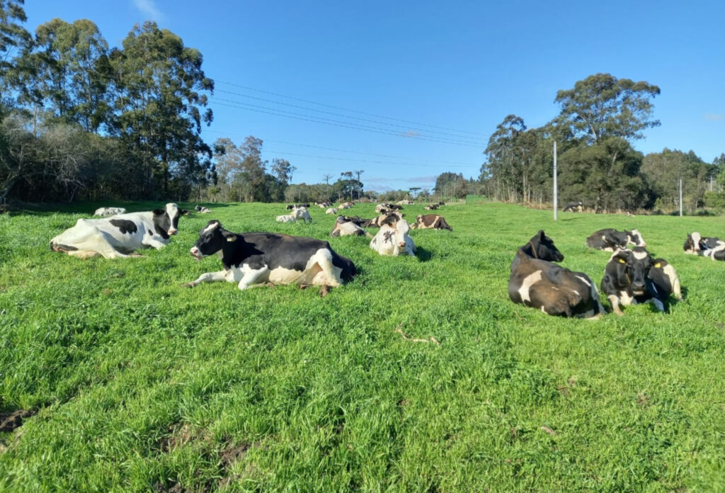 Vacas de alta produção leiteira exigem manejo específico para enfrentar o verão