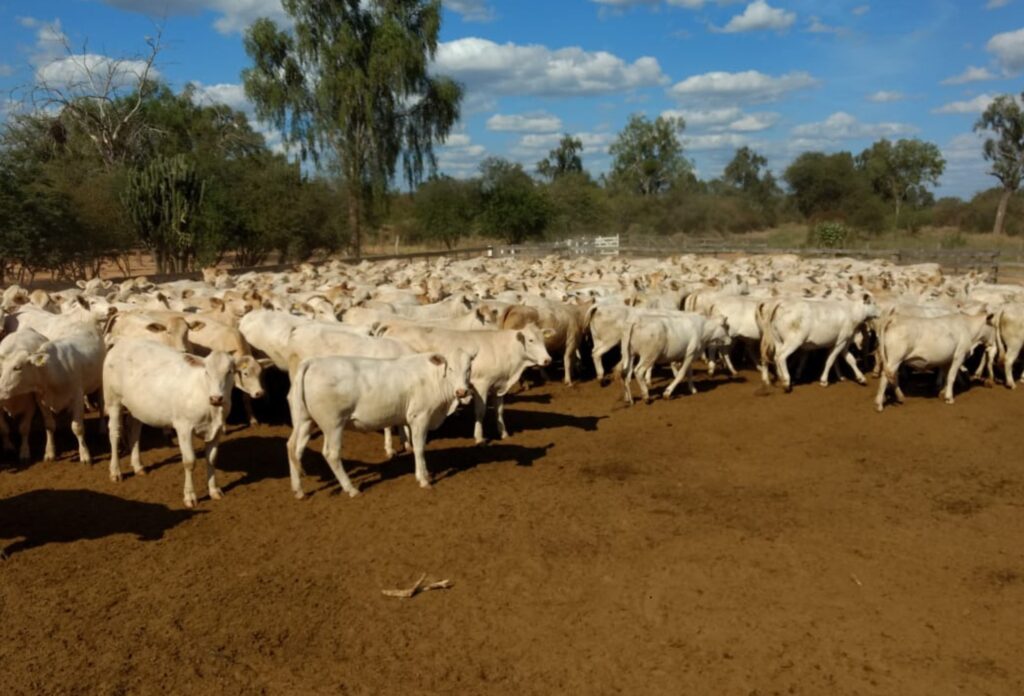 Cruzamento de raças leiteiras com Canchim ganha selo para identificação no mercado