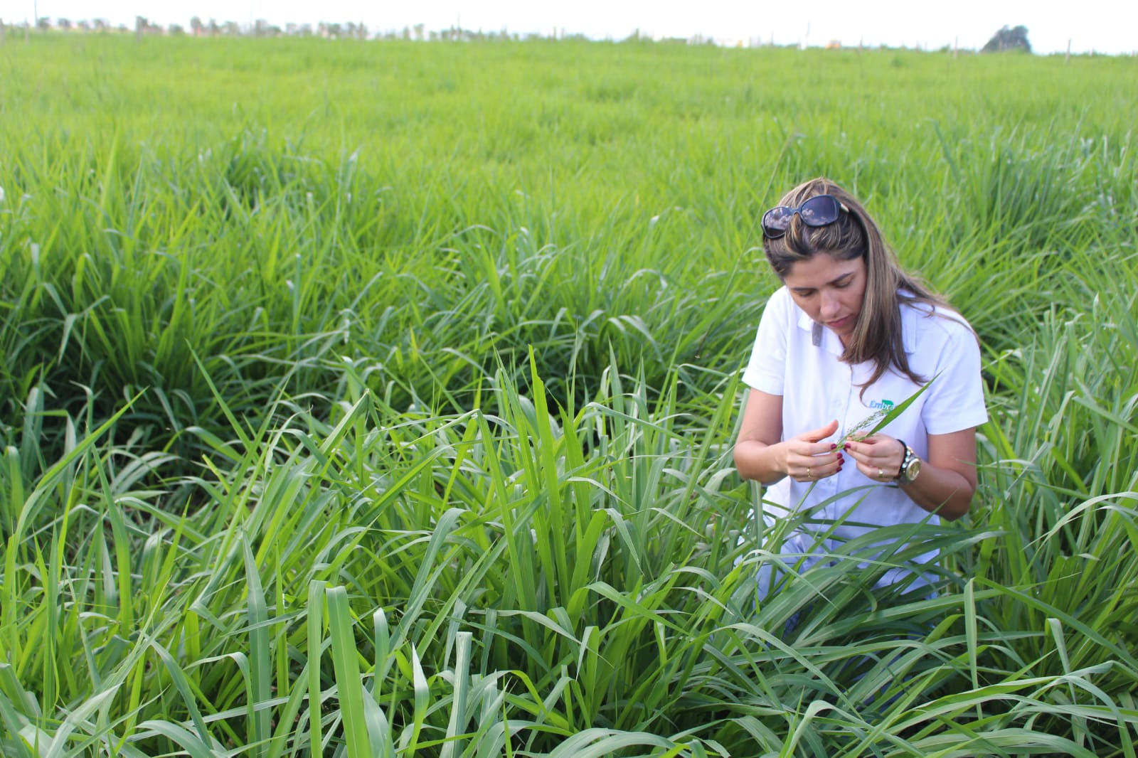 Pastagem bem manejada: despesa ou a verdadeira mina de ouro da propriedade?