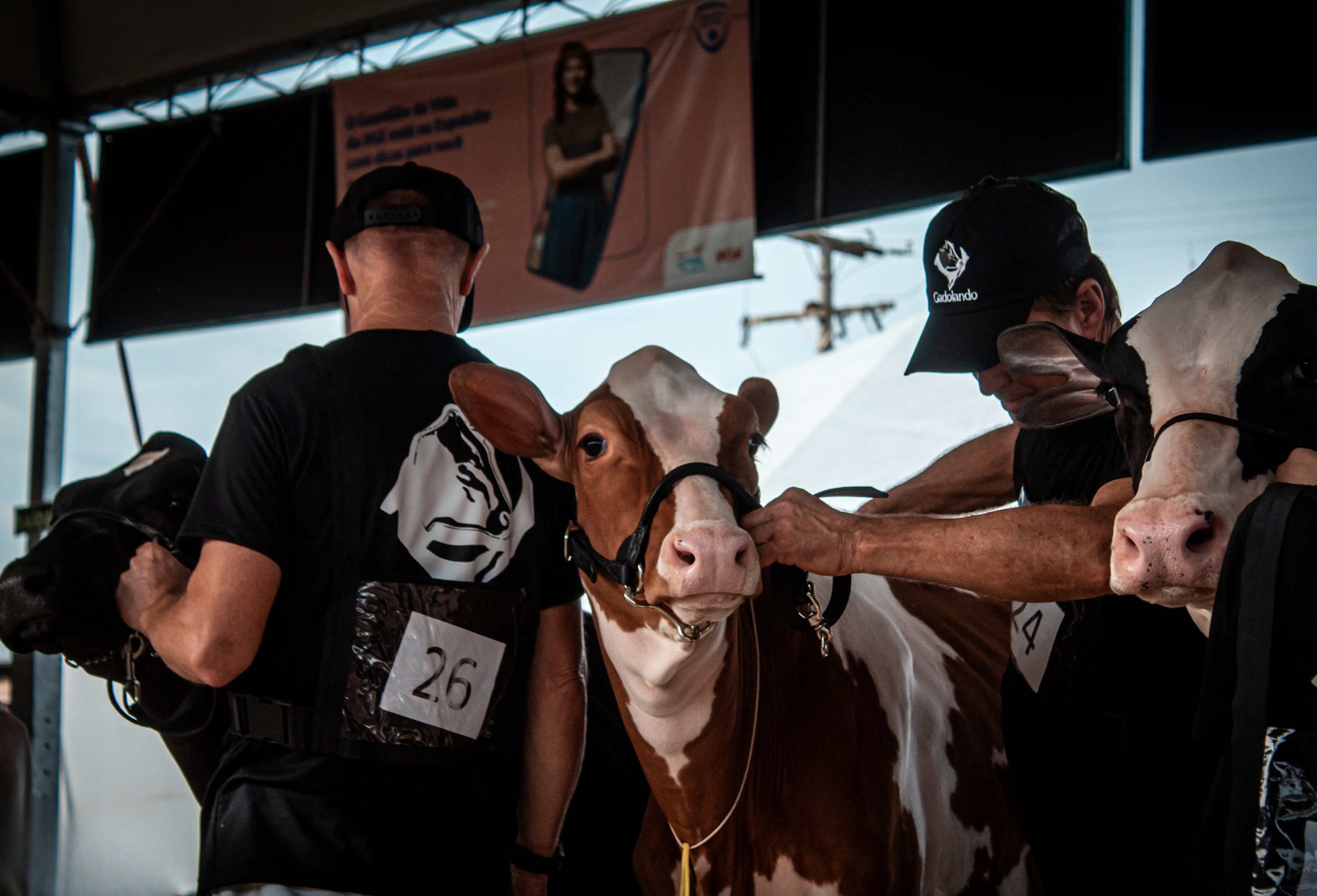 Julgamento Fenasul Expoleite Credito Isabele Kleim Divulgacao