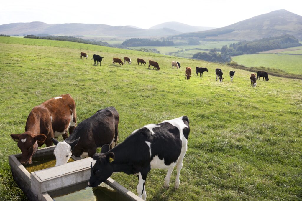 Dia Mundial do Leite: Estudos destacam potencial da genética para aumentar produção de leite e reduzir emissões de metano no campo