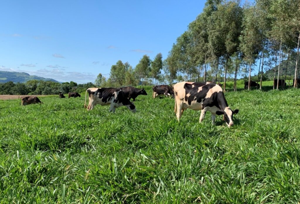 Fazenda paranaense eleva produção de leite em 50% após ajustes em manejo e ordenha