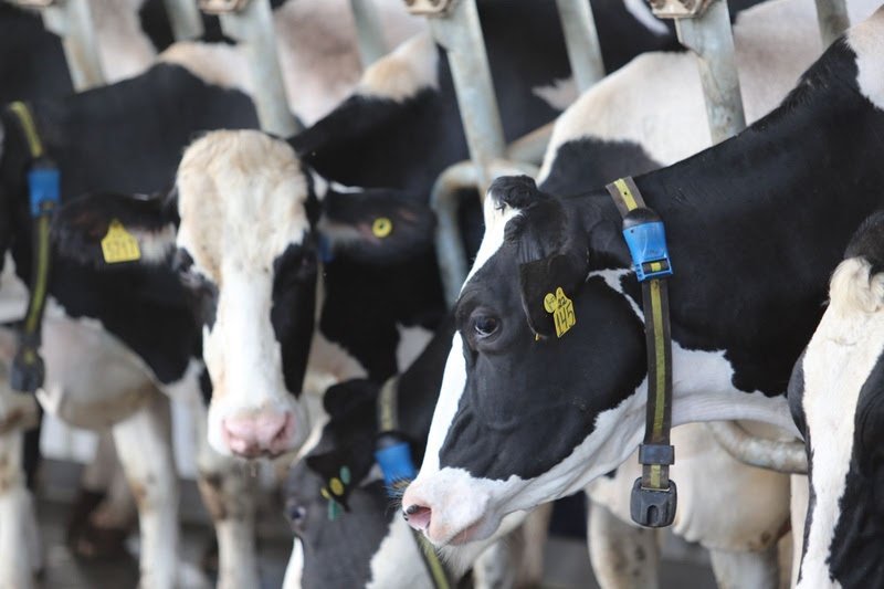 Vacas com os colares do sistema SenseHub Dairy